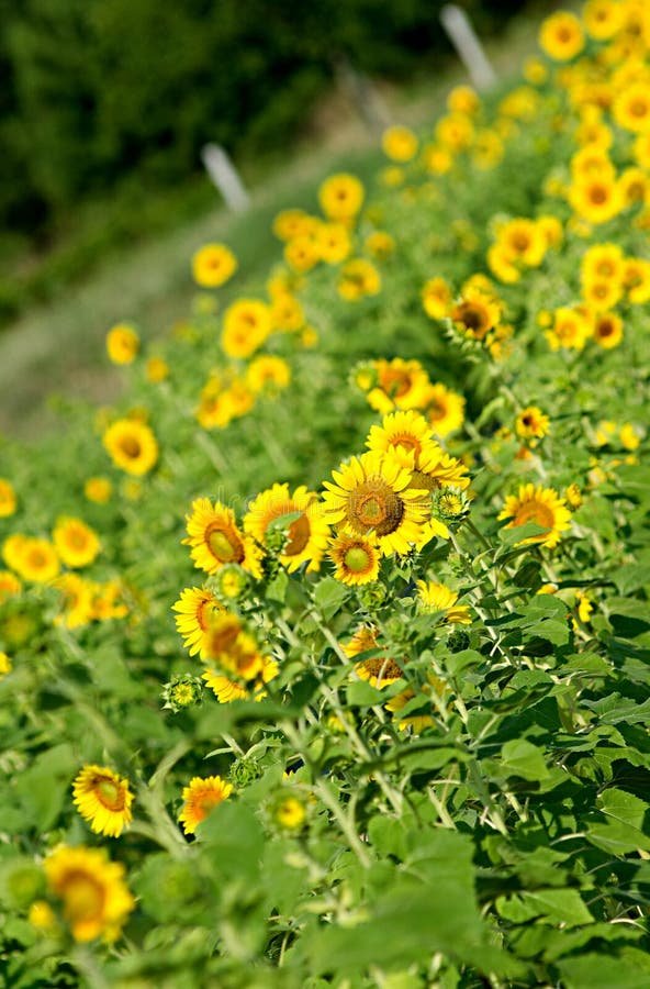 Sun flower